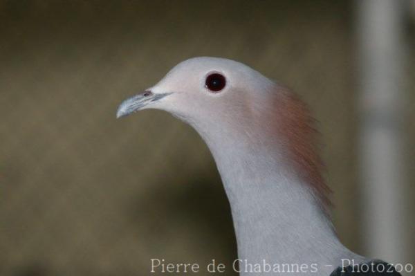 Green imperial-pigeon