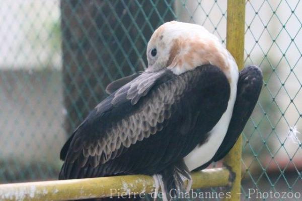 Great Frigatebird