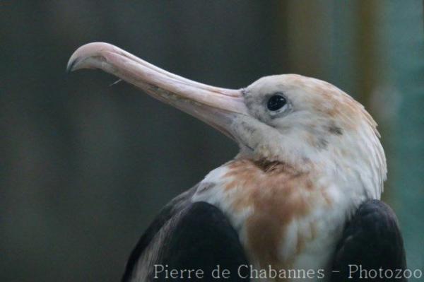 Great Frigatebird