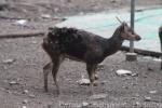 Visayan spotted deer