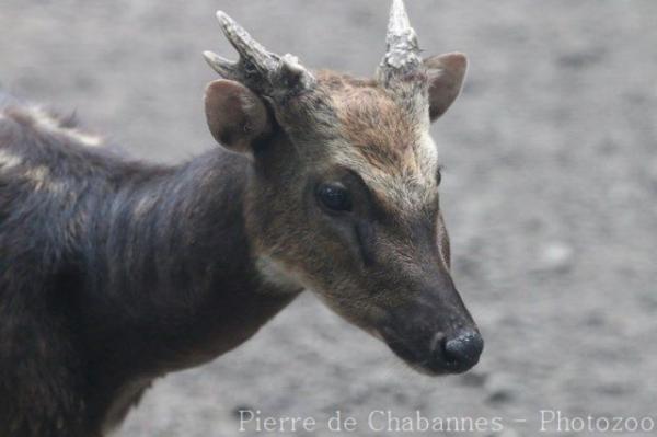 Visayan spotted deer