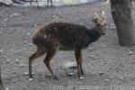 Visayan spotted deer