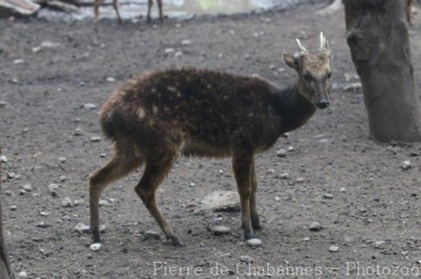 Visayan spotted deer