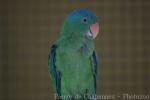 Blue-naped parrot