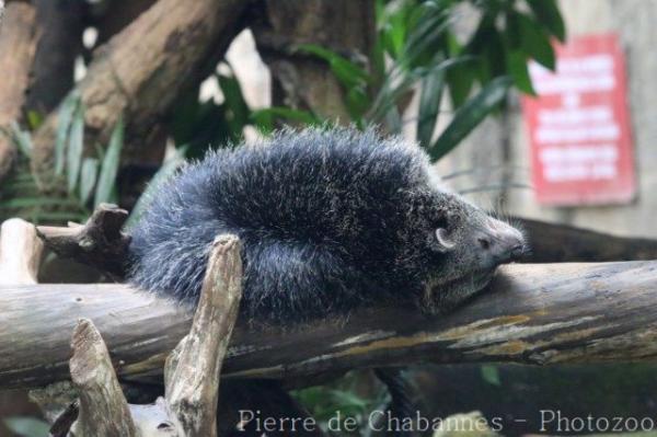 Javan binturong