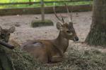 Bawean deer