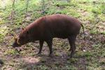 Sulawesi babirusa