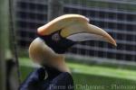 Great hornbill