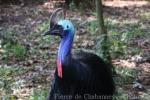 Southern cassowary