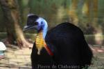 Northern cassowary