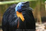 Northern cassowary