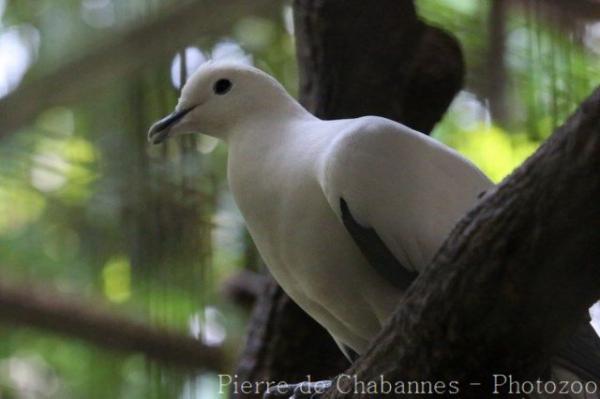 White imperial-pigeon