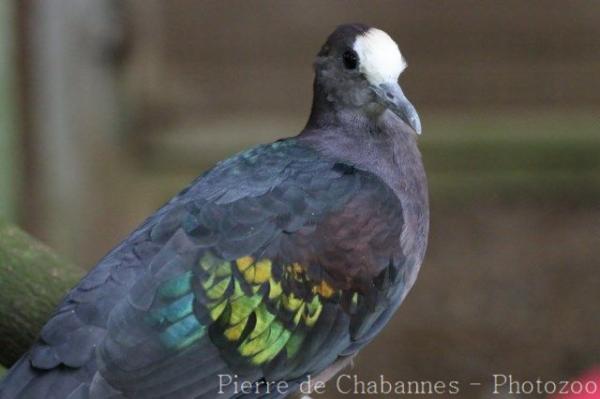 New Guinea bronzewing