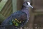 New Guinea bronzewing