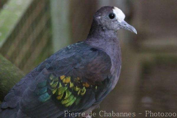 New Guinea bronzewing