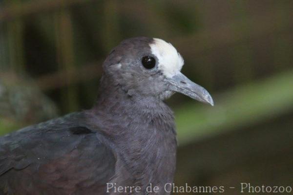 New Guinea bronzewing