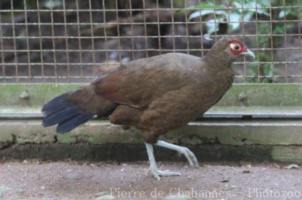 Aceh pheasant