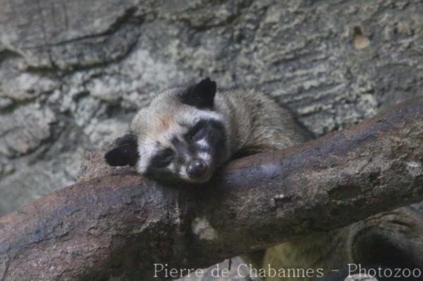 Sunda palm civet