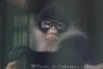 Natuna Islands langur