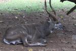 Western sitatunga