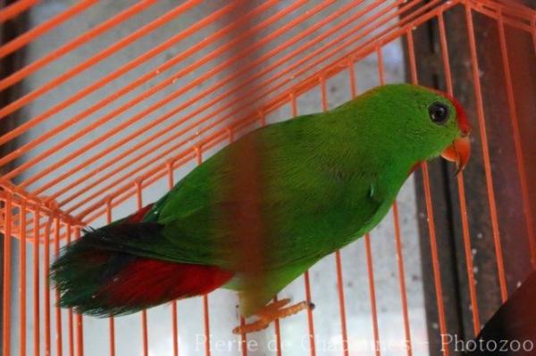 Philippine hanging-parrot