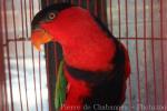 Black-capped lory