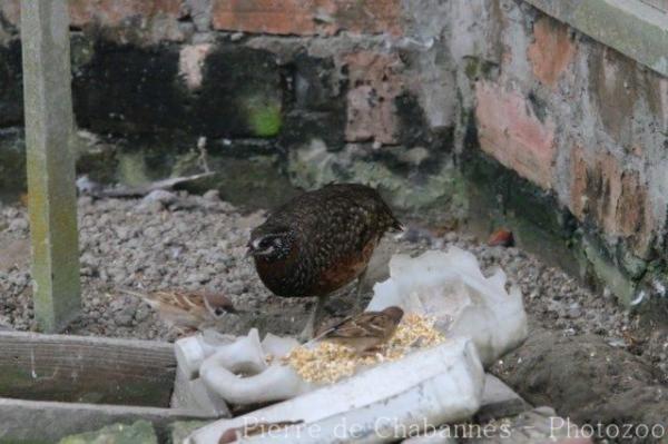 Sabah partridge