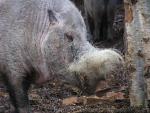 Bornean bearded pig