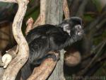 Goeldi's marmoset