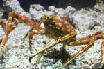 Japanese spider crab