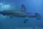 Scalloped hammerhead