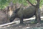 Southern white rhinoceros