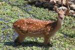 Formosan sika deer