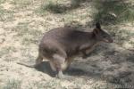 Dusky pademelon