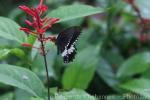 Common mormon