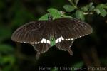 Changi Airport butterfly garden