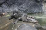 Chinese alligator