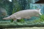 Alligator gar