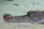 Indian gharial