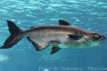 Mekong giant catfish