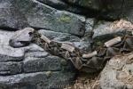 West-African gaboon viper