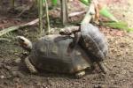 Yellow-footed tortoise