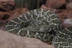 Western diamondback rattlesnake