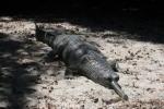 Indian gharial