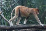 Proboscis monkey