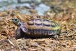 Burmese Roofed Turtle - Batagur trivittata 24x36 Canvas Print