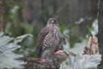 Crested goshawk