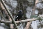 Crested myna