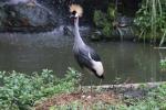 Grey crowned-crane