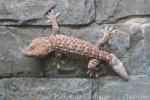 Tokay gecko